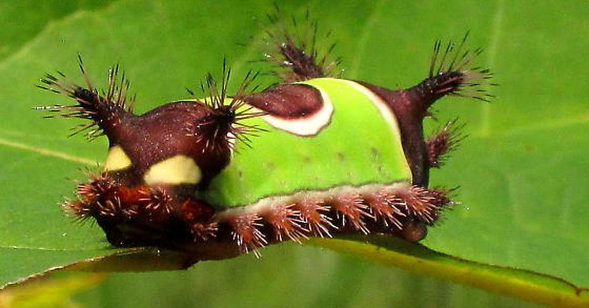 Image of the Saddleback Caterpillar (Acharia stimulea), popular in Indonesia as Ulat Saddleback.