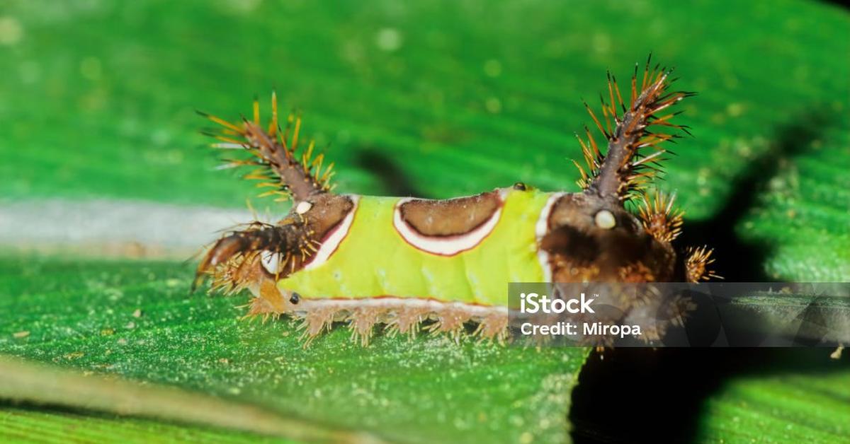 Striking appearance of the Saddleback Caterpillar, known in scientific circles as Acharia stimulea.