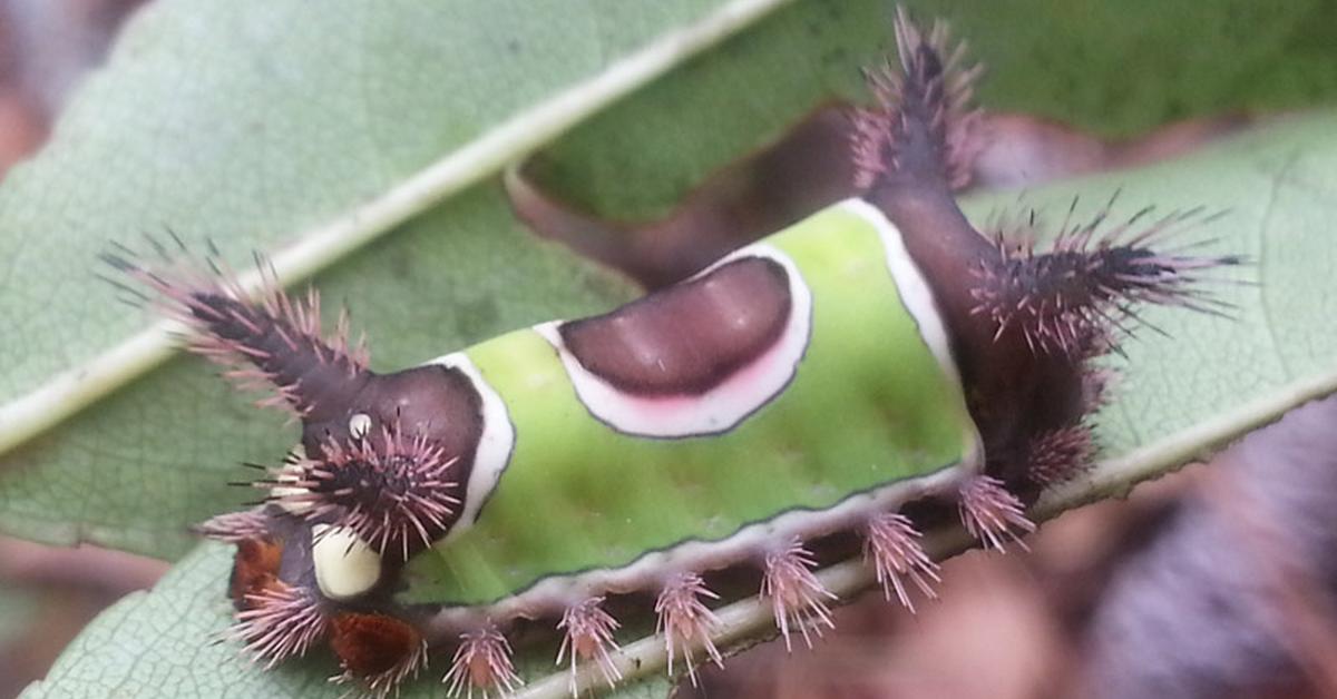 Graceful Saddleback Caterpillar, a creature with the scientific name Acharia stimulea.