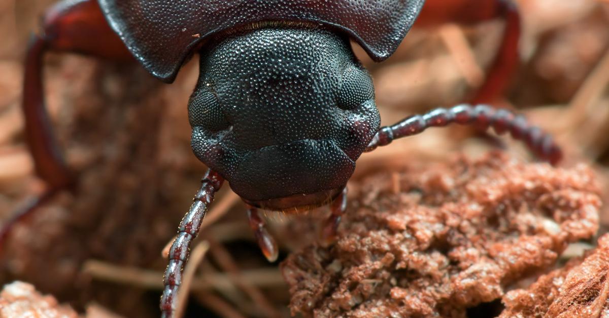 The elegant Superworm (Zophobas morio), a marvel of nature.