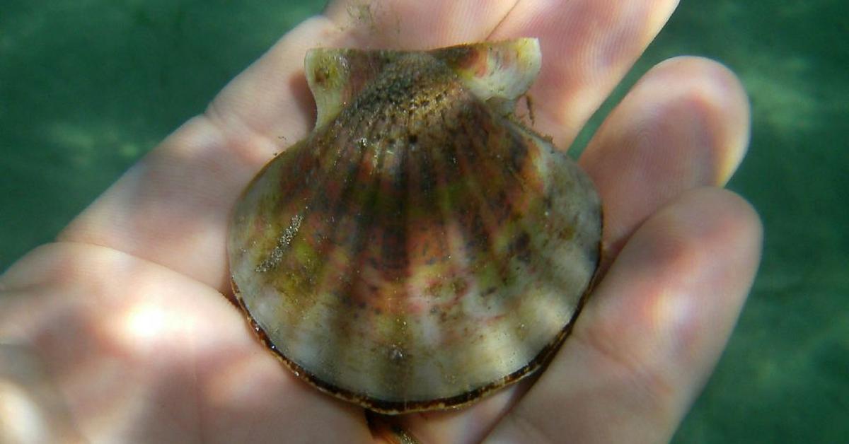 Elegant Scallops in its natural habitat, called Kerang in Indonesia.