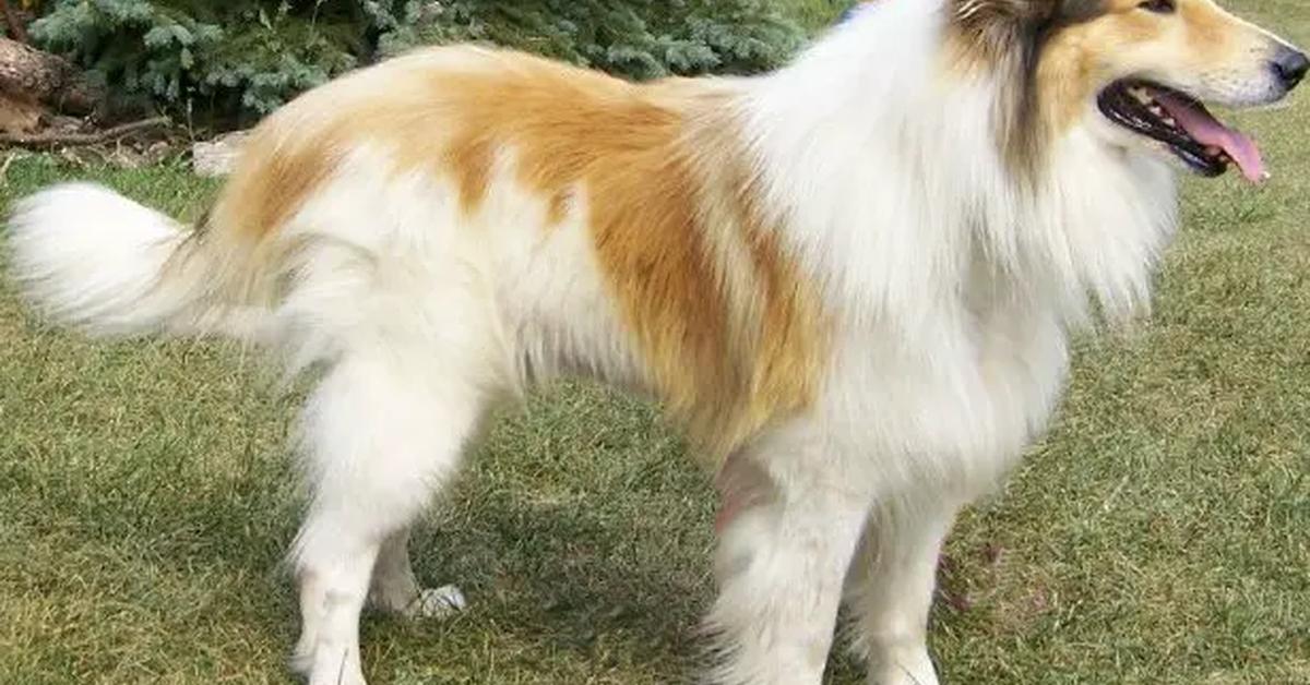 Visual of Scotch Collie, or Anjing Scotch Collie in Indonesian, showcasing its beauty.