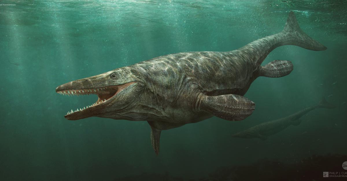 Distinctive Tylosaurus, in Indonesia known as Tylosaurus, captured in this image.