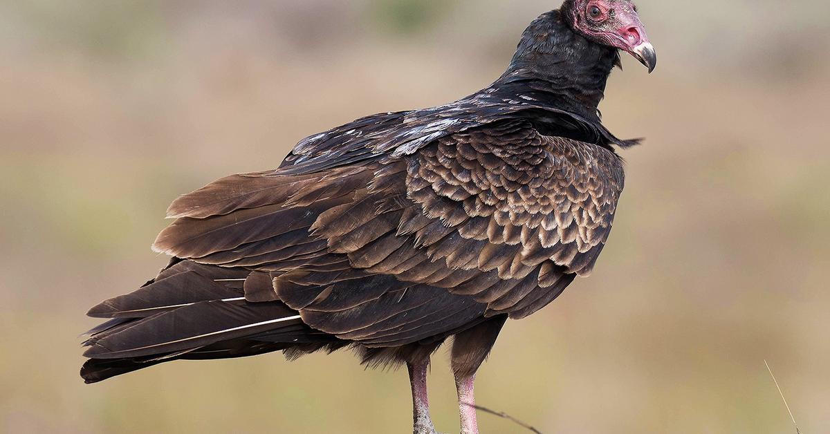 Visual of Turkey Vulture, or Burung Nuri Kalkun in Indonesian, showcasing its beauty.