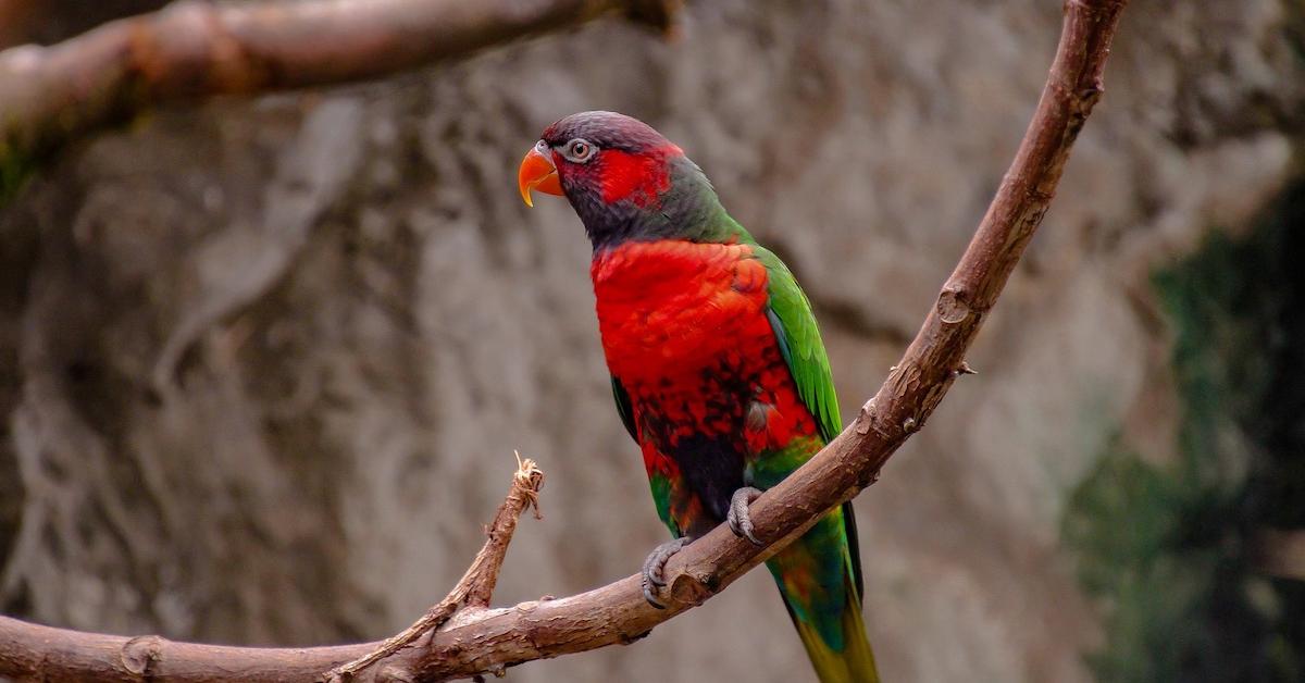 Striking appearance of the Turkey Vulture, known in scientific circles as Cathartes Aura.