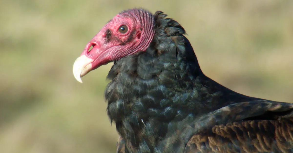 Image of the Turkey Vulture (Cathartes Aura), popular in Indonesia as Burung Nuri Kalkun.