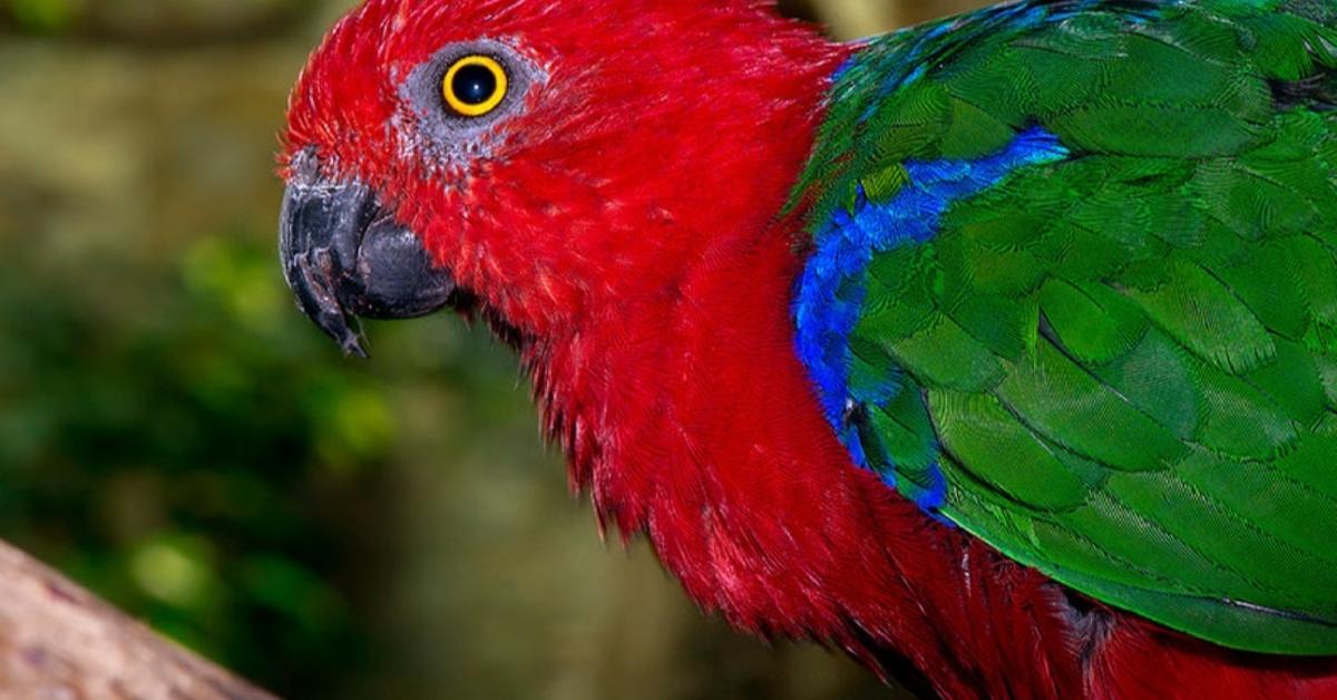 Visual of Turkey Vulture, or Burung Nuri Kalkun in Indonesian, showcasing its beauty.