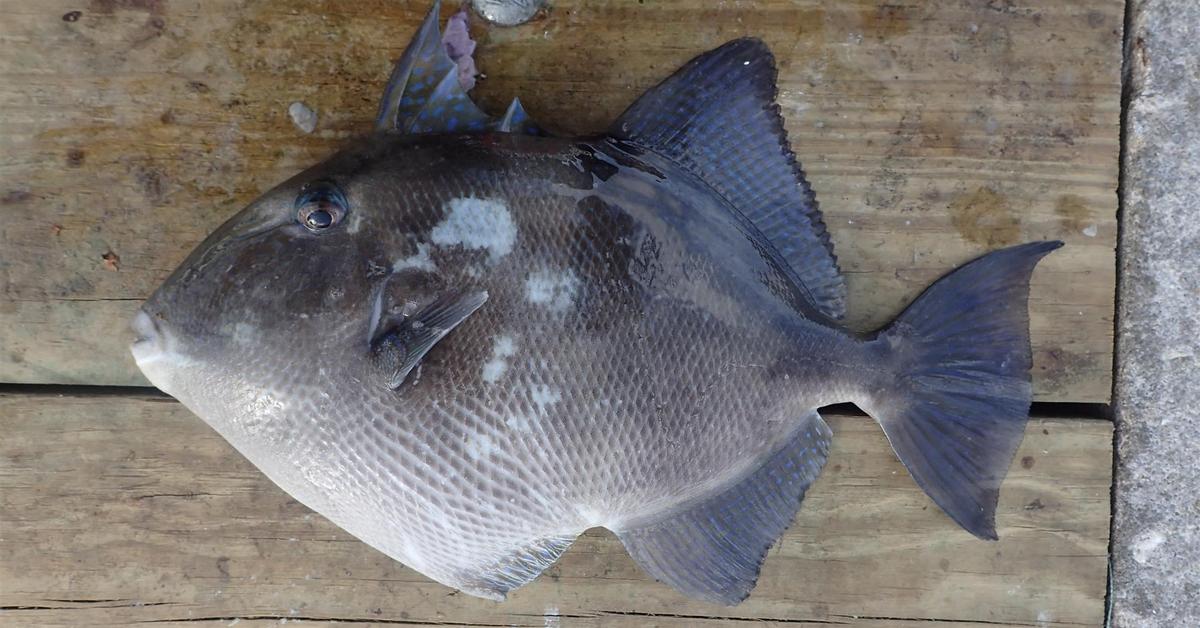 Graceful Triggerfish, a creature with the scientific name Balistidae.