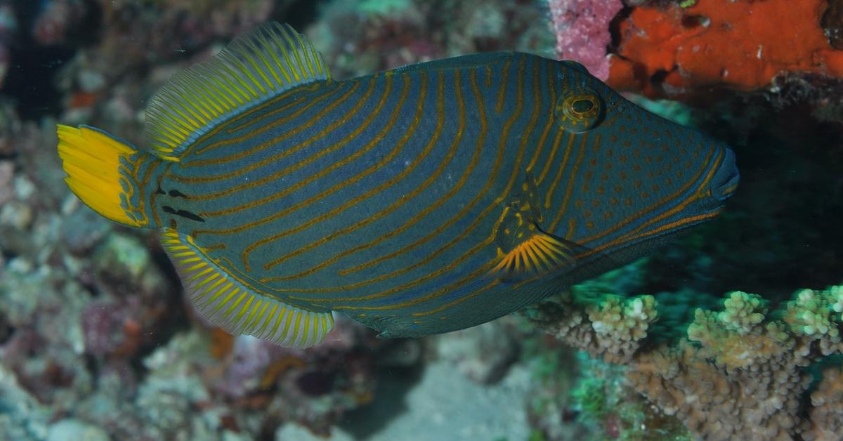 Captured beauty of the Triggerfish, or Balistidae in the scientific world.