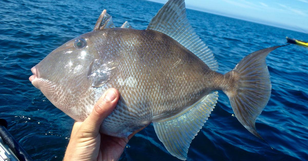 Graceful Triggerfish, a creature with the scientific name Balistidae.