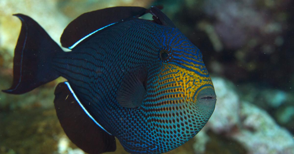 Picture of Triggerfish, known in Indonesia as Ikan Trigger.