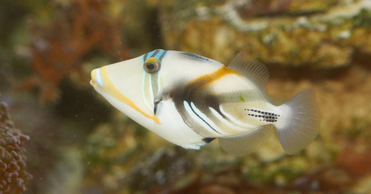 Captured beauty of the Triggerfish, or Balistidae in the scientific world.