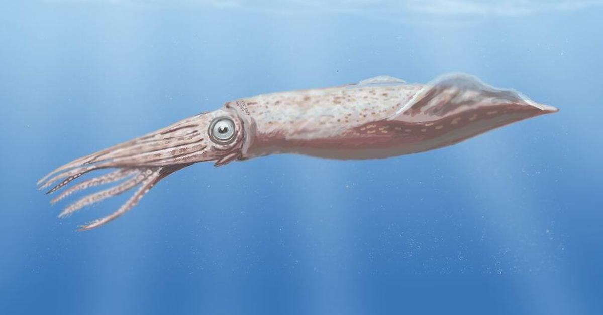 Picture of Tusoteuthis, known in Indonesia as Tusoteuthis.