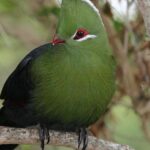 Vivid image of the Turaco, or Turako in Indonesian context.