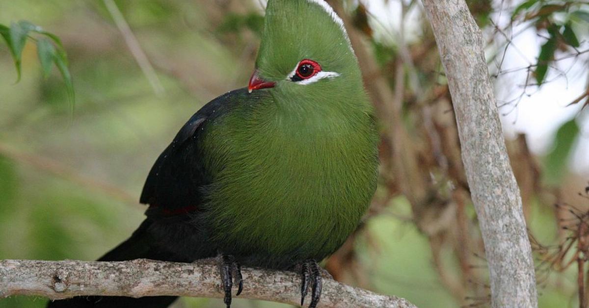 Visual of Turaco, or Turako in Indonesian, showcasing its beauty.