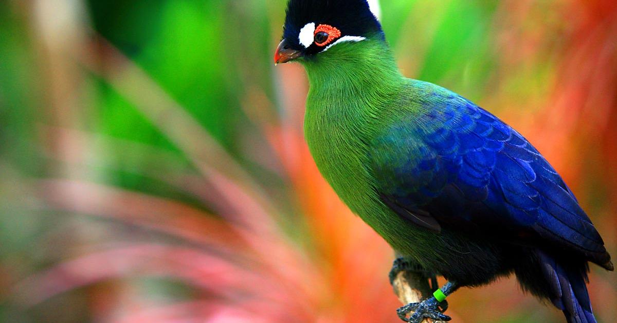 Distinctive Turaco, in Indonesia known as Turako, captured in this image.