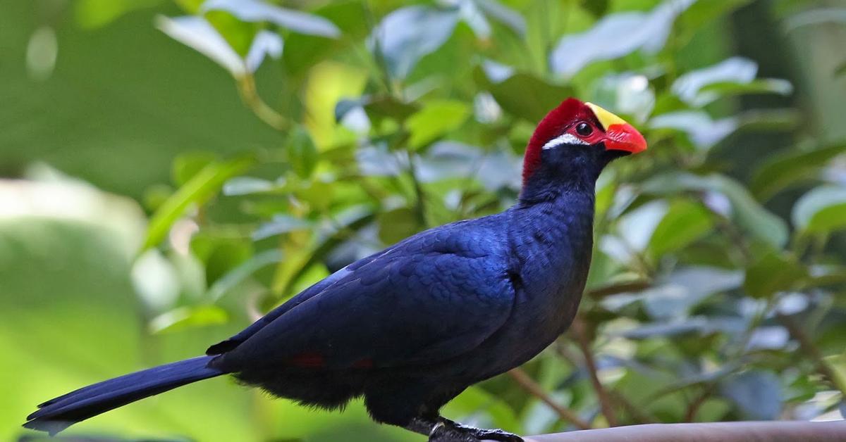 Close encounter with the Turaco, scientifically called Musophagidae.