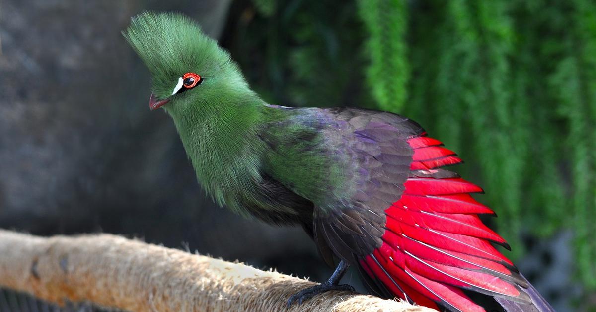 Visual of Turaco, or Turako in Indonesian, showcasing its beauty.