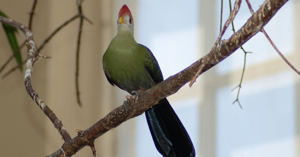 Vivid image of the Turaco, or Turako in Indonesian context.