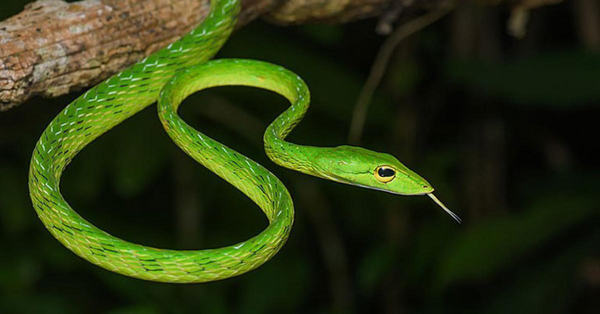 Stunning depiction of Tree Viper, also referred to as Trimeresurus stejnegeri.