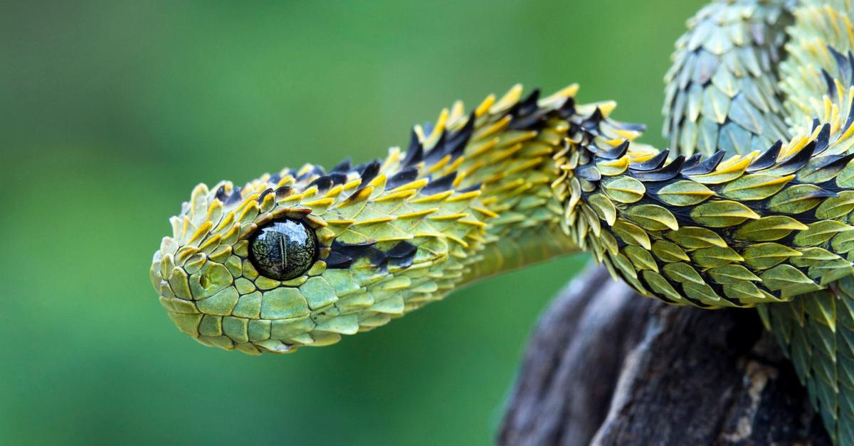 Natural elegance of the Tree Viper, scientifically termed Trimeresurus stejnegeri.