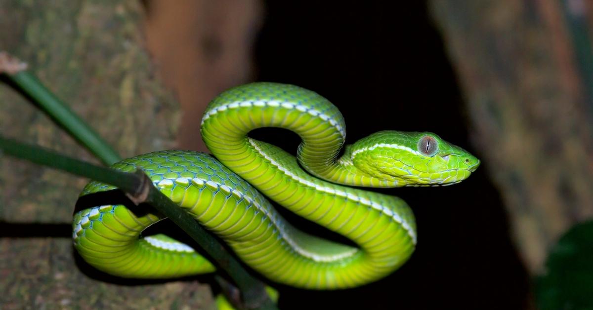 Image of the Tree Viper (Trimeresurus stejnegeri), popular in Indonesia as Ular Pohon.