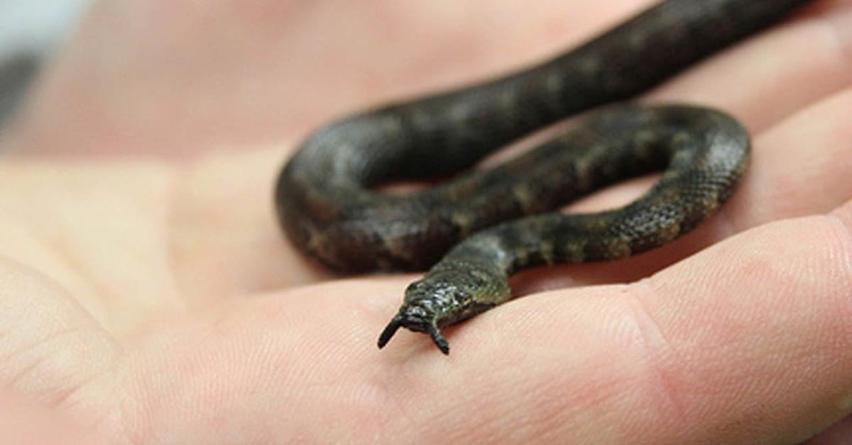 Captured moment of the Tentacled Snake, in Indonesia known as Ular Beruas-ruas.