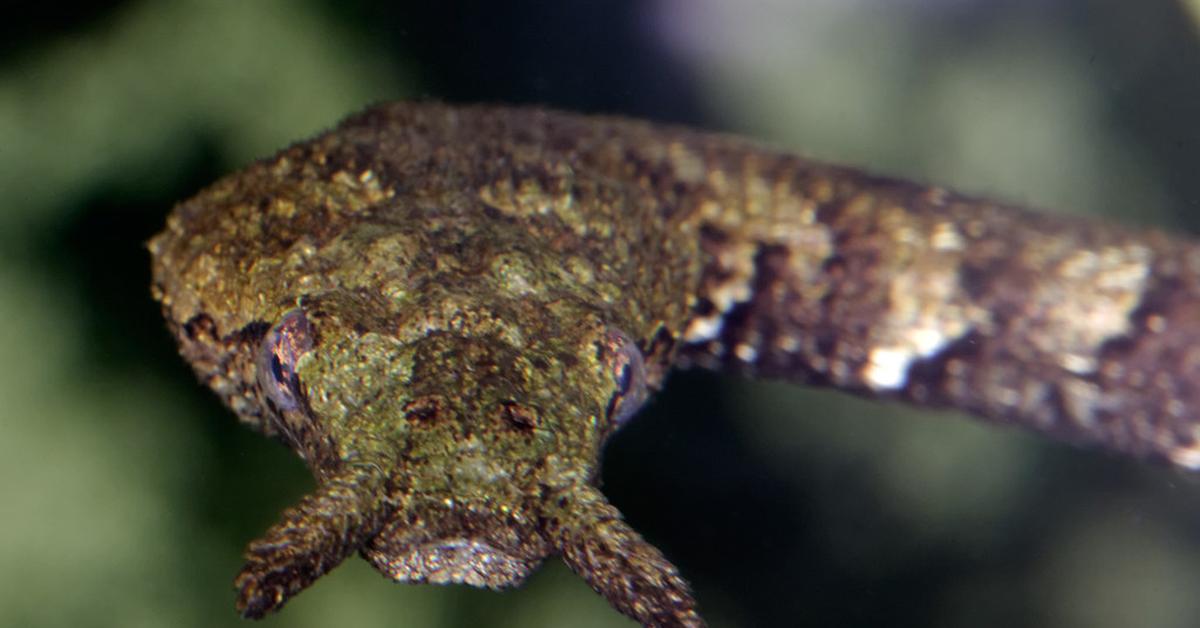 Charming view of the Tentacled Snake, in Indonesia referred to as Ular Beruas-ruas.