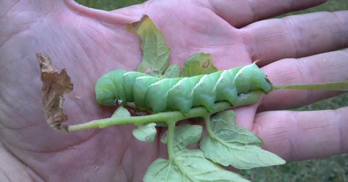 Snapshot of the intriguing Tomato Hornworm, scientifically named Manduca quinquemaculata.