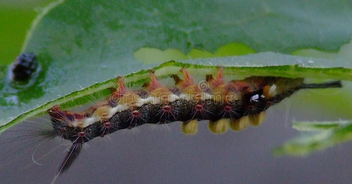 The elegant Tomato Hornworm (Manduca quinquemaculata), a marvel of nature.