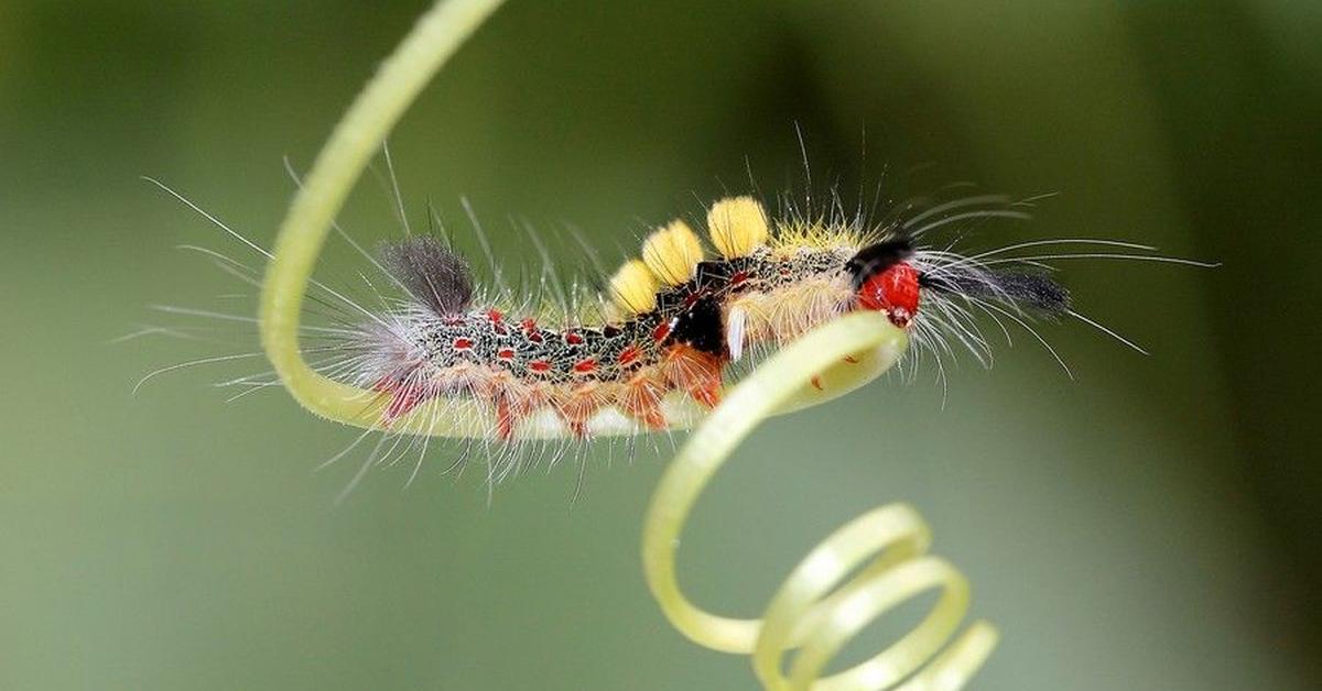 Unique portrayal of the Tomato Hornworm, also called Ulat Bulu Tomat in Bahasa Indonesia.