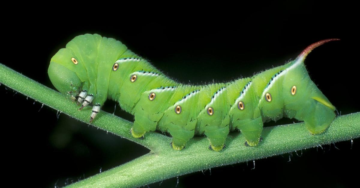 Snapshot of the intriguing Tomato Hornworm, scientifically named Manduca quinquemaculata.