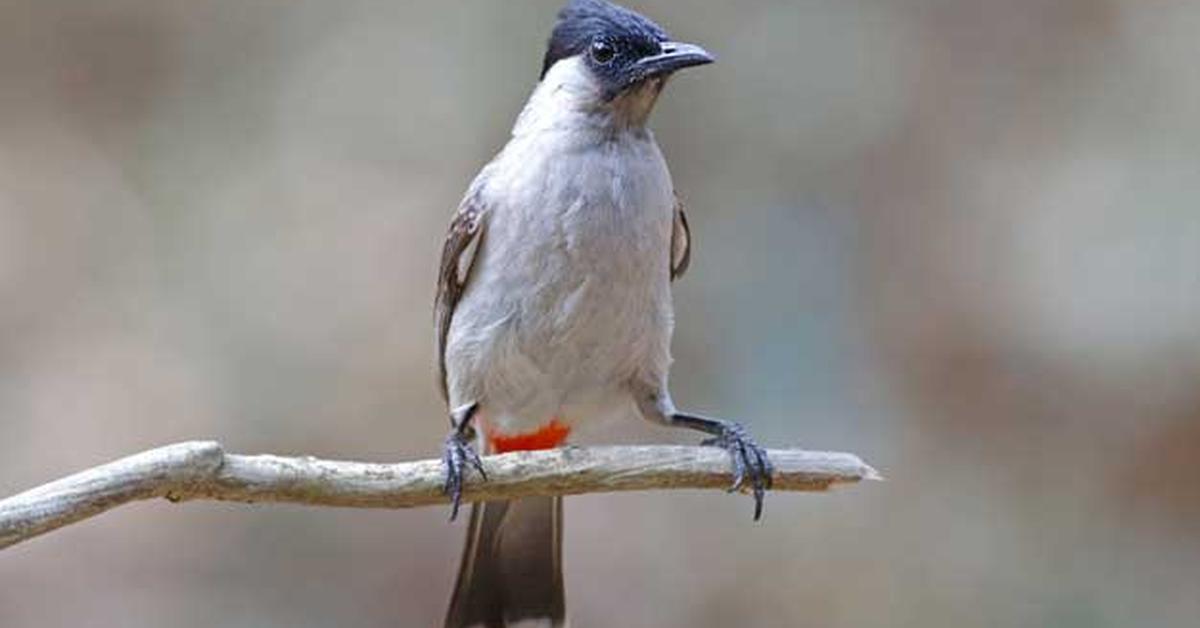 Elegant portrayal of the Tufted Titmouse, also known as B. bicolor.