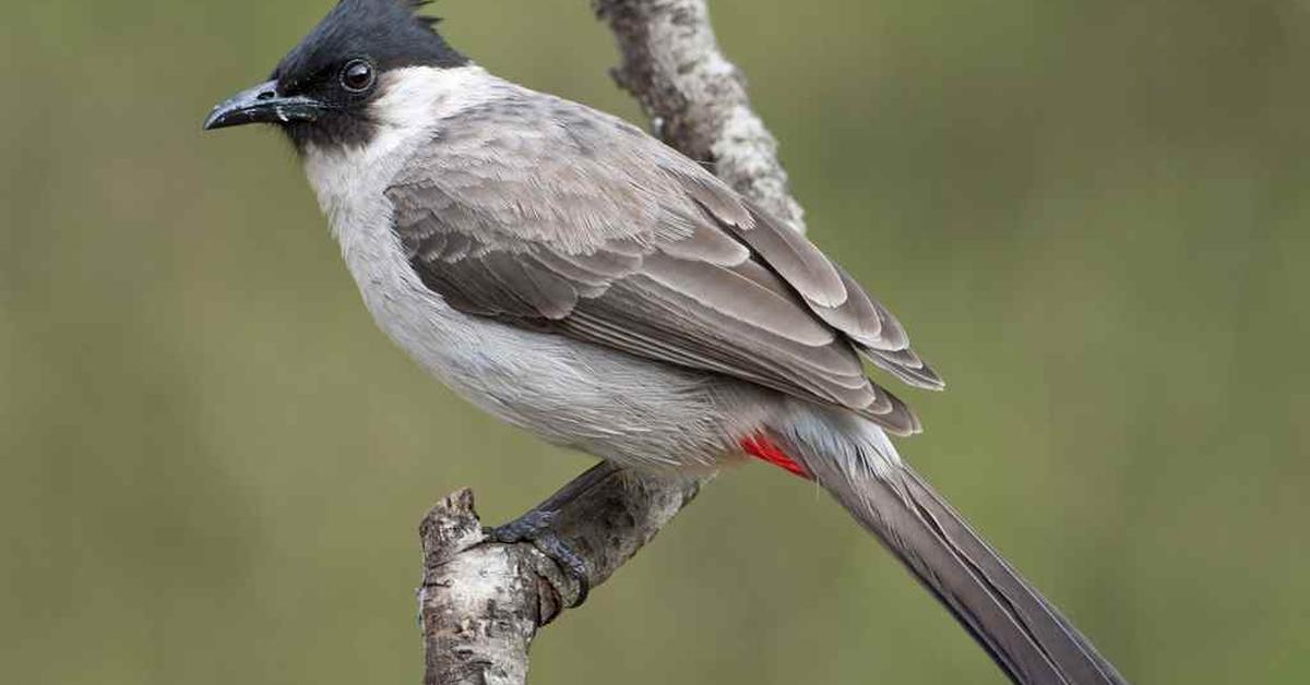 The alluring Tufted Titmouse, commonly referred to as Burung Kutilang Berjambul in Bahasa Indonesia.