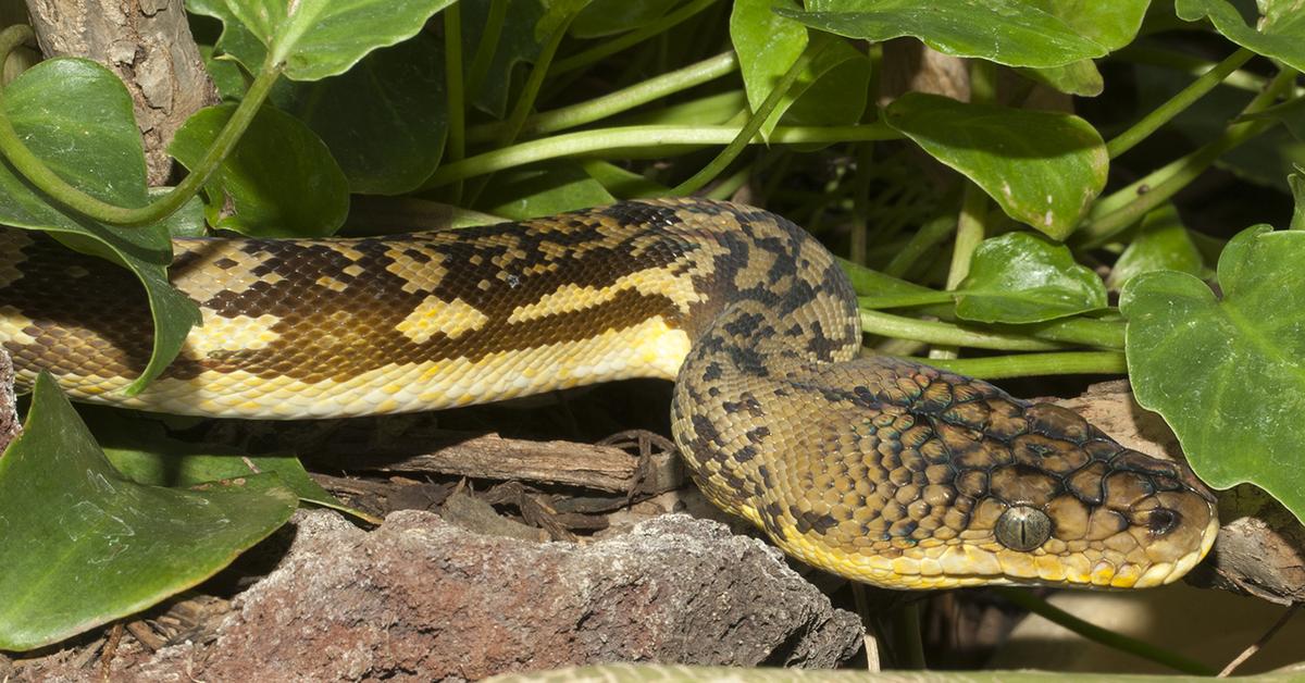 Captivating shot of the Timor Python, or Piton Timor in Bahasa Indonesia.