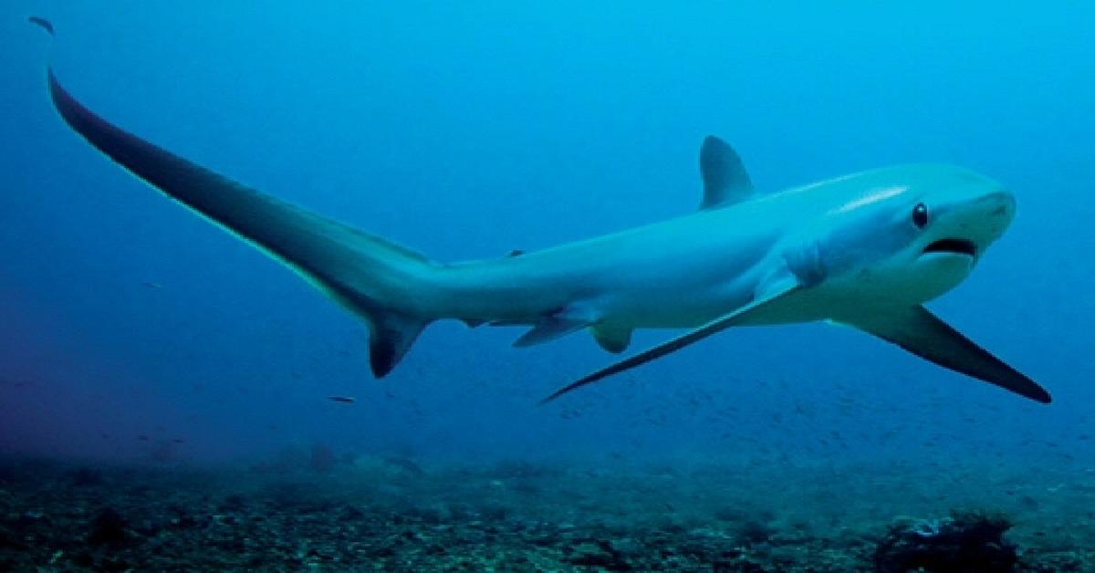 Insightful look at the Thresher Shark, known to Indonesians as Hiu Thresher.