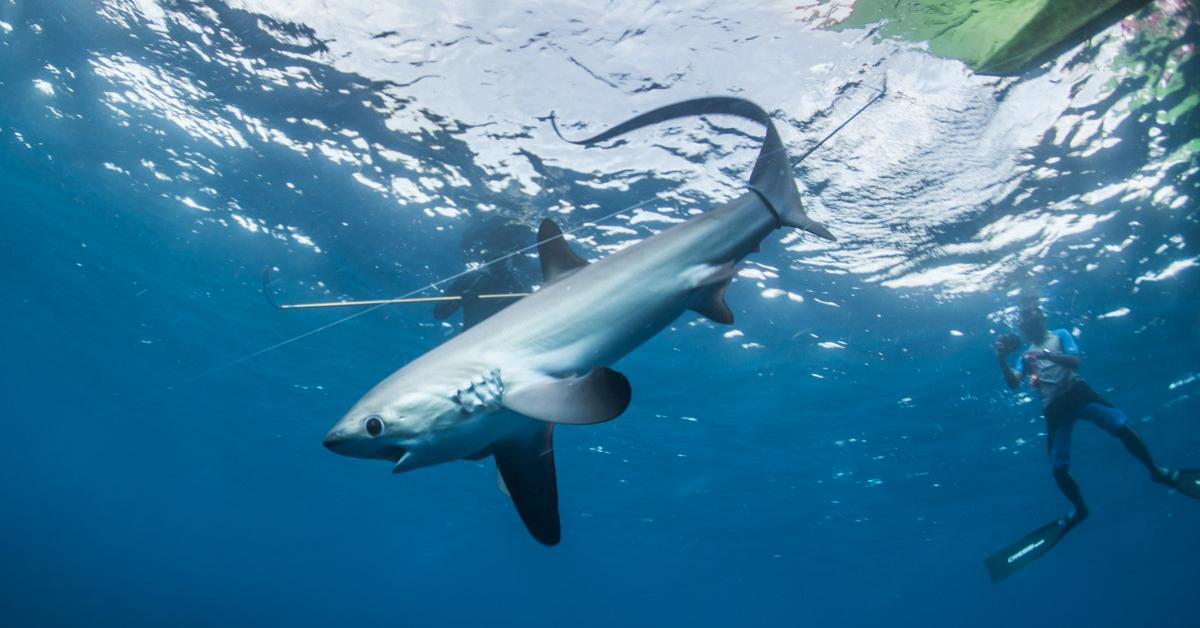 Iconic view of the Thresher Shark, or Alopiidae, in its habitat.