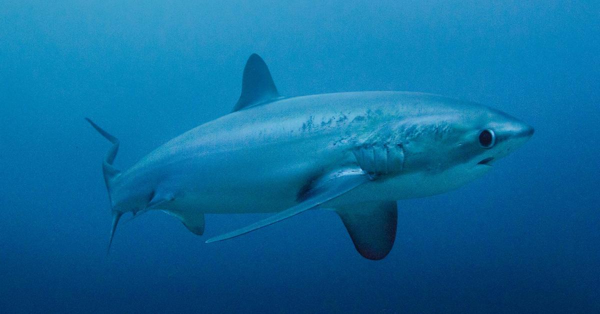 Splendid image of the Thresher Shark, with the scientific name Alopiidae.