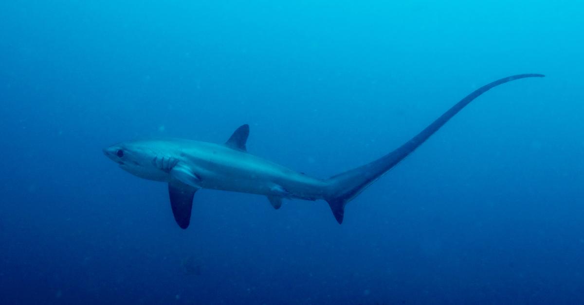 Elegant Thresher Shark in its natural habitat, called Hiu Thresher in Indonesia.