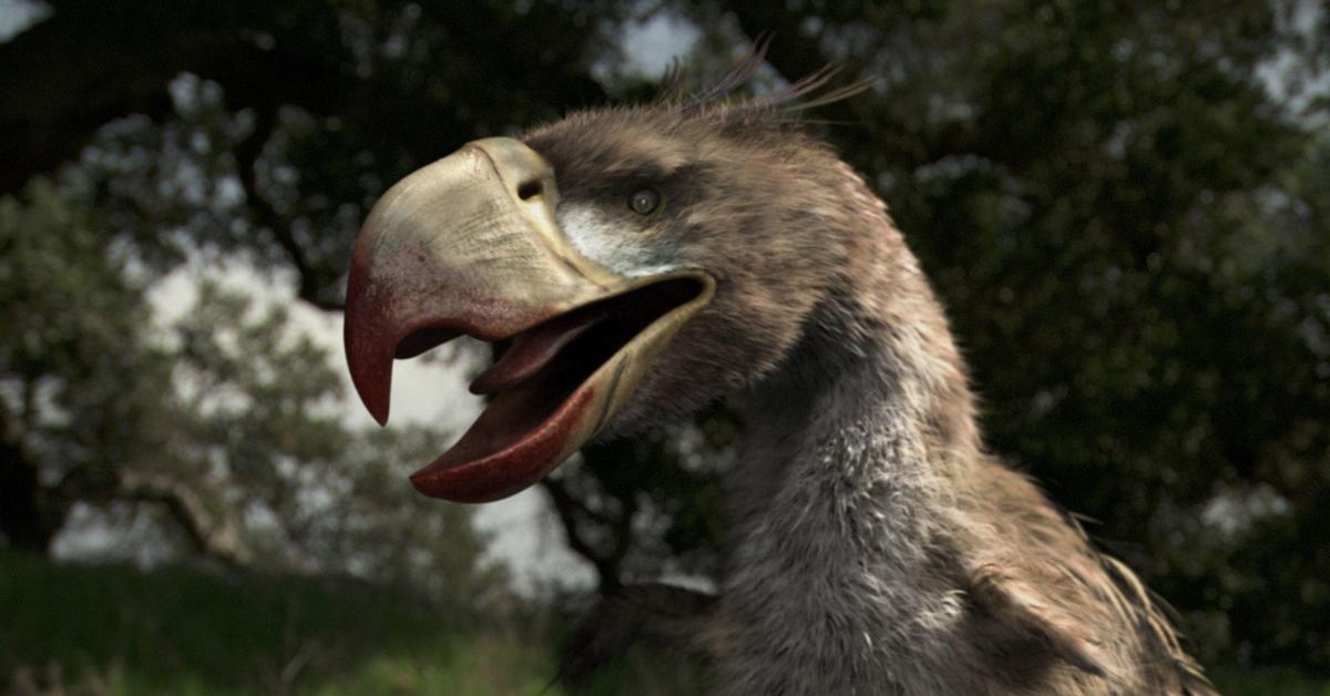 Photographic depiction of the unique Terror Bird, locally called Burung Teror.