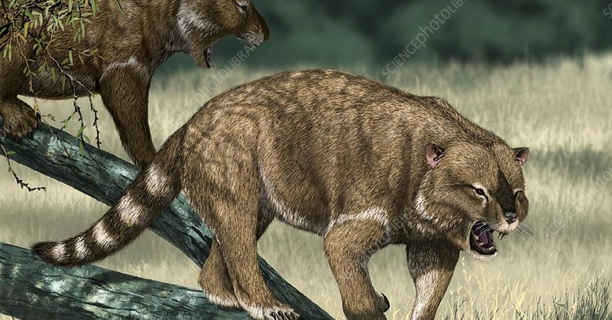 Photograph of the unique Thylacoleo, known scientifically as Thylacoleo.