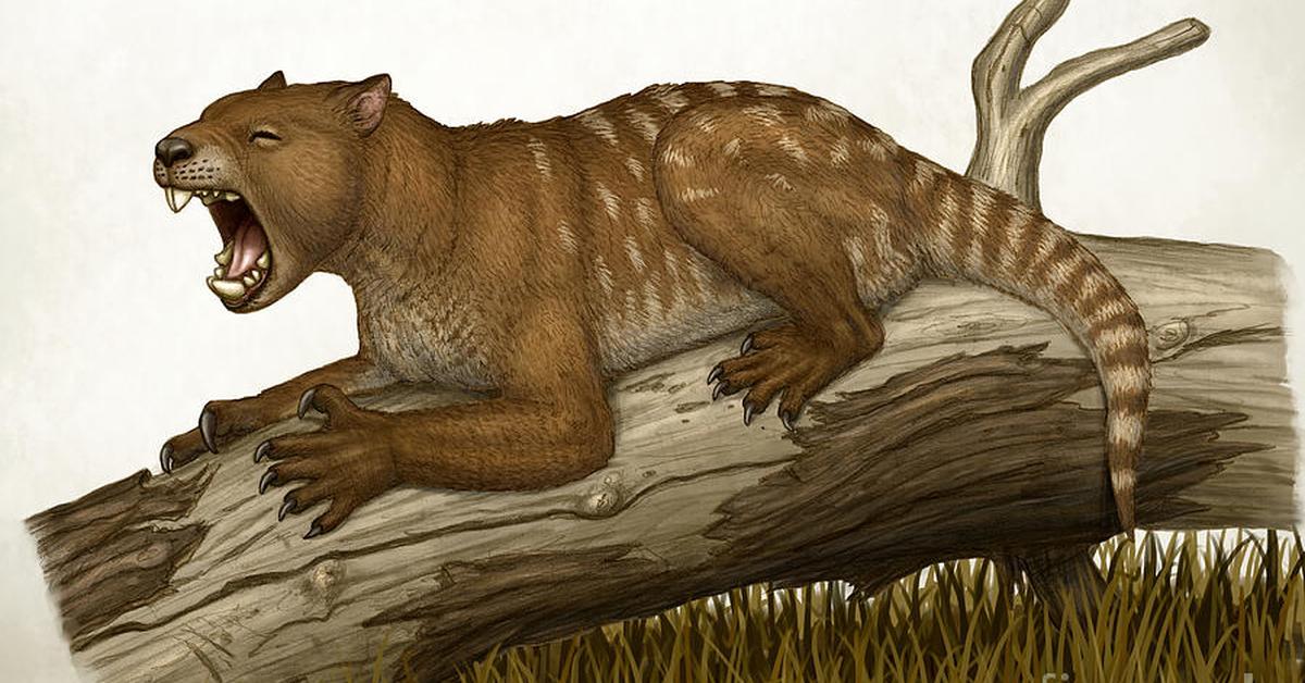 A beautiful representation of the Thylacoleo, scientifically Thylacoleo.