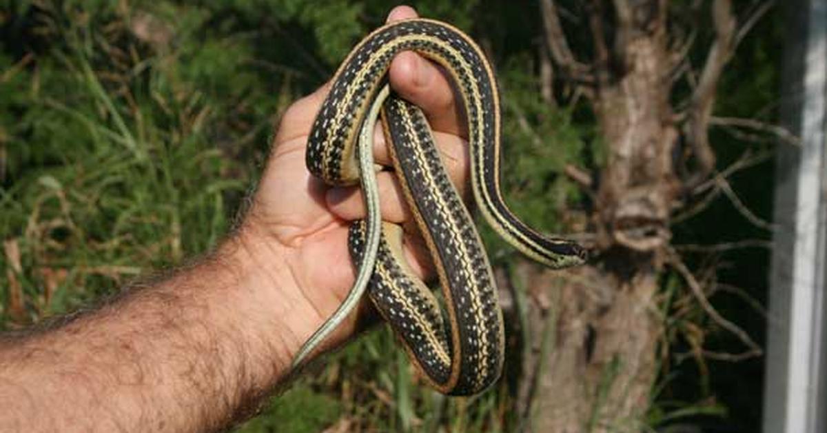 A beautiful representation of the Texas Garter Snake, scientifically Thamnophis sirtalis annectens.