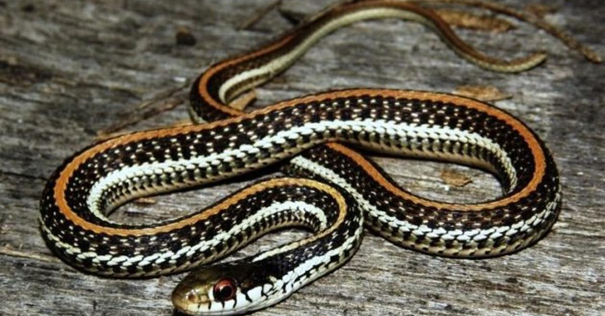 Snapshot of the intriguing Texas Garter Snake, scientifically named Thamnophis sirtalis annectens.