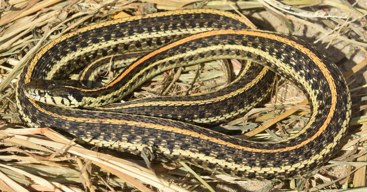 Picture of Texas Garter Snake, known in Indonesia as Ular Texas Garter.