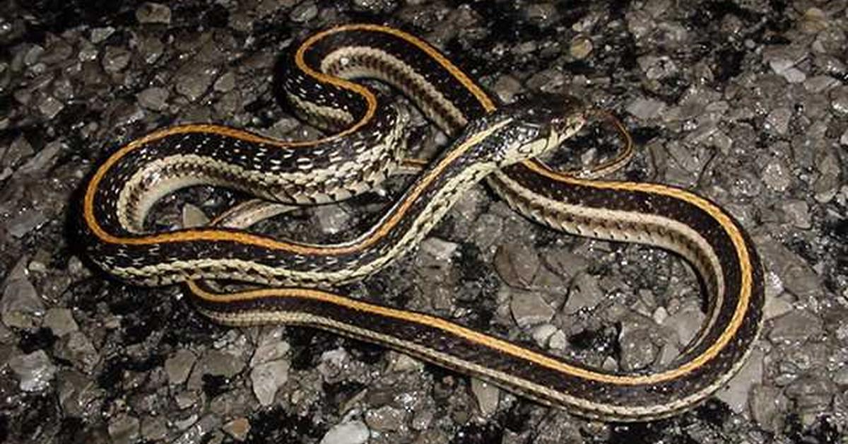 Visual of Texas Garter Snake, or Ular Texas Garter in Indonesian, showcasing its beauty.