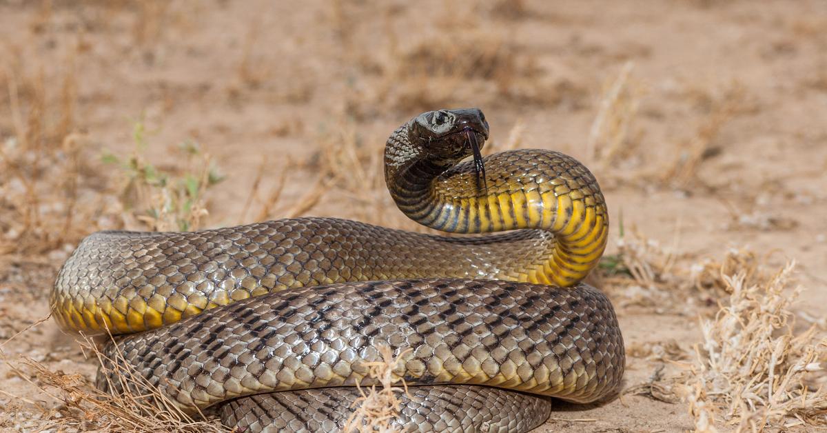 Exquisite image of Taipan, in Indonesia known as Ular Taipan.