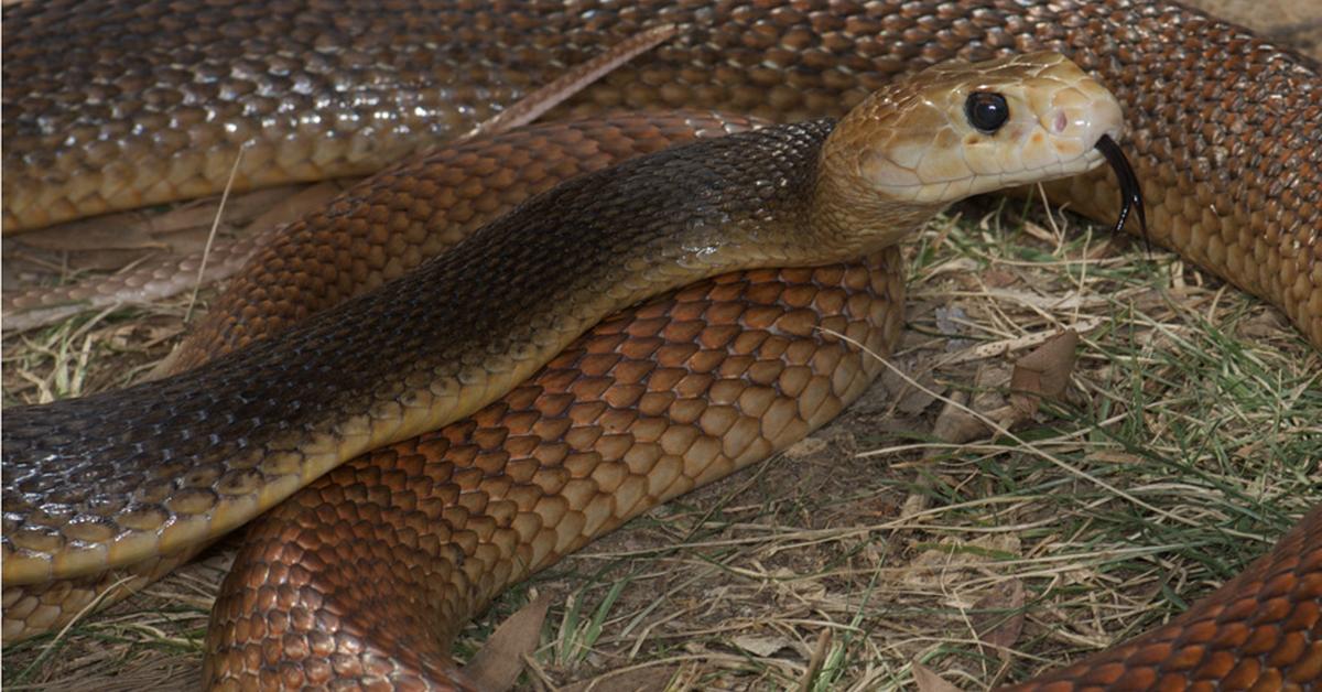 Iconic view of the Taipan, or Oxyuranus, in its habitat.