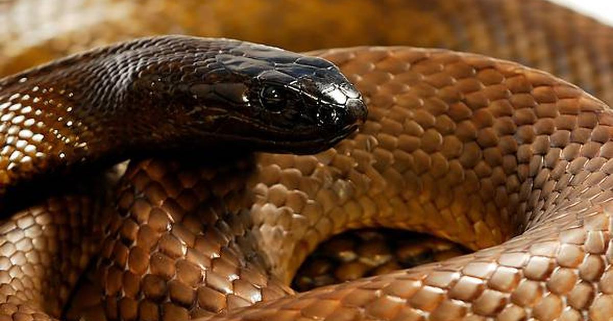 Vibrant snapshot of the Taipan, commonly referred to as Ular Taipan in Indonesia.