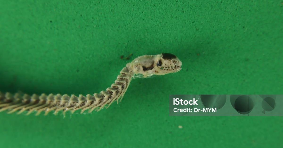 Visual representation of the Texas Blind Snake, recognized in Indonesia as Ular Buta Texas.